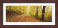 Framed Road covered with autumnal leaves passing through a forest, Baden-Wurttemberg, Germany