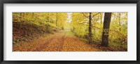 Framed Road covered with autumnal leaves passing through a forest, Baden-Wurttemberg, Germany