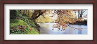 Framed Trees along a river, River Dart, Bickleigh, Mid Devon, Devon, England