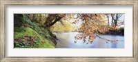 Framed Trees along a river, River Dart, Bickleigh, Mid Devon, Devon, England