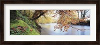 Framed Trees along a river, River Dart, Bickleigh, Mid Devon, Devon, England