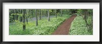 Framed Bluebells and garlic along footpath in a forest, Killerton, Exe Valley, Devon, England