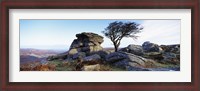 Framed Bare tree near rocks, Haytor Rocks, Dartmoor, Devon, England