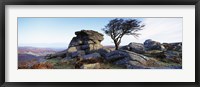 Framed Bare tree near rocks, Haytor Rocks, Dartmoor, Devon, England
