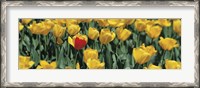 Framed Yellow tulips in a field