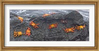 Framed High angle view of Sally Lightfoot crabs (Grapsus grapsus) on a rock, Galapagos Islands, Ecuador