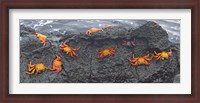 Framed High angle view of Sally Lightfoot crabs (Grapsus grapsus) on a rock, Galapagos Islands, Ecuador