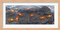 Framed High angle view of Sally Lightfoot crabs (Grapsus grapsus) on a rock, Galapagos Islands, Ecuador