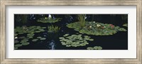 Framed Water lilies in a pond, Denver Botanic Gardens, Denver, Colorado, USA