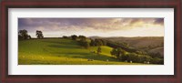 Framed High angle view of sheep grazing in a field, Bickleigh, Mid Devon, Devon, England