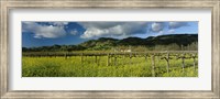 Framed Mustard crop in a field near St. Helena, Napa Valley, Napa County, California, USA