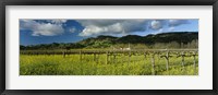 Framed Mustard crop in a field near St. Helena, Napa Valley, Napa County, California, USA