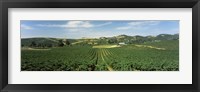 Framed High angle view of a vineyard, Carneros District, Napa Valley, Napa County, California