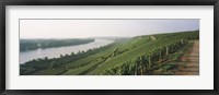 Framed Vineyards along a river, Niersteiner Hang, Rhine River, Nackenheim, Mainz-Bingen, Rheinhessen, Rhineland-Palatinate, Germany