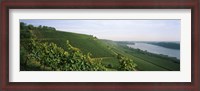 Framed Vineyards along a river, Niersteiner Hang, Rhine River, Nackenheim, Mainz-Bingen, Rhineland-Palatinate, Rheinhessen, Germany