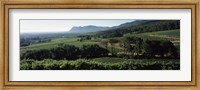 Framed Vineyard with mountains, Constantiaberg, Constantia, Cape Winelands, Cape Town, Western Cape Province, South Africa