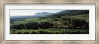 Framed Vineyard with mountains, Constantiaberg, Constantia, Cape Winelands, Cape Town, Western Cape Province, South Africa
