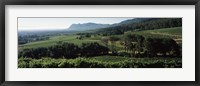 Framed Vineyard with mountains, Constantiaberg, Constantia, Cape Winelands, Cape Town, Western Cape Province, South Africa