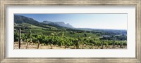 Framed Vineyard with Constantiaberg Range and Table Mountain, Constantia, Cape Town, Western Cape Province, South Africa