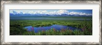 Framed Fireweed flowers in bloom by lake, distant Mount McKinley and Alaska Range in clouds, Denali National Park, Alaska, USA.