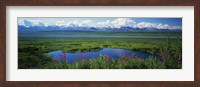 Framed Fireweed flowers in bloom by lake, distant Mount McKinley and Alaska Range in clouds, Denali National Park, Alaska, USA.