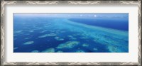 Framed Coral reef in the sea, Belize Barrier Reef, Ambergris Caye, Caribbean Sea, Belize