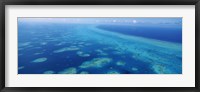 Framed Coral reef in the sea, Belize Barrier Reef, Ambergris Caye, Caribbean Sea, Belize