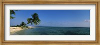 Framed Palm tree overhanging on the beach, Laughing Bird Caye, Victoria Channel, Belize