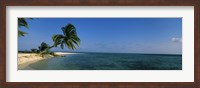Framed Palm tree overhanging on the beach, Laughing Bird Caye, Victoria Channel, Belize