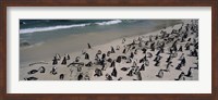 Framed Colony of Jackass penguins (Spheniscus demersus) on the beach, Boulder Beach, Simon's Town, Western Cape Province, South Africa