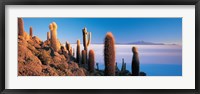 Framed Cactus on a hill, Salar De Uyuni, Potosi, Bolivia