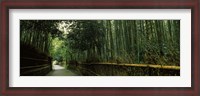 Framed Road passing through a bamboo forest, Arashiyama, Kyoto Prefecture, Kinki Region, Honshu, Japan