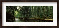 Framed Road passing through a bamboo forest, Arashiyama, Kyoto Prefecture, Kinki Region, Honshu, Japan