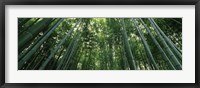 Framed Low angle view of bamboo trees, Arashiyama, Kyoto Prefecture, Kinki Region, Honshu, Japan