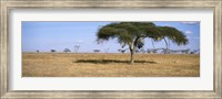 Framed Acacia trees with weaver bird nests, Antelope and Zebras, Serengeti National Park, Tanzania