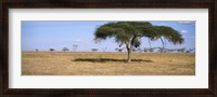 Framed Acacia trees with weaver bird nests, Antelope and Zebras, Serengeti National Park, Tanzania