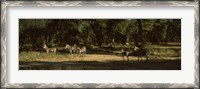 Framed Herd of zebras in a forest, Hwange National Park, Matabeleland North, Zimbabwe