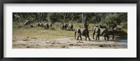 Framed African elephants (Loxodonta africana) in a forest, Hwange National Park, Matabeleland North, Zimbabwe