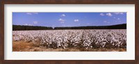 Framed Cotton crops in a field, Georgia, USA