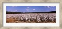 Framed Cotton crops in a field, Georgia, USA