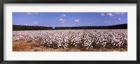 Framed Cotton crops in a field, Georgia, USA