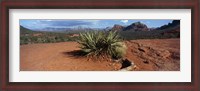 Framed Yucca plant growing in a rocky field, Sedona, Coconino County, Arizona, USA