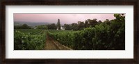 Framed Vineyard with a Cape Dutch style house, Vergelegen, Capetown near Somerset West, Western Cape Province, South Africa