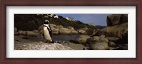 Framed Colony of Jackass penguins on the beach, Boulder Beach, Cape Town, Western Cape Province, Republic of South Africa
