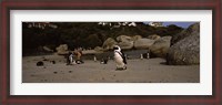 Framed Colony of Jackass penguins with tourists, Boulder Beach, False Bay, Cape Town, Western Cape Province, Republic of South Africa