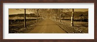 Framed Trees along a road, Beaulieu Vineyard, Rutherford, Napa Valley, Napa, Napa County, California, USA