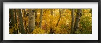 Framed Aspen trees in a forest, Californian Sierra Nevada, California, USA