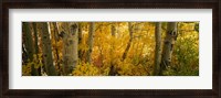 Framed Aspen trees in a forest, Californian Sierra Nevada, California, USA
