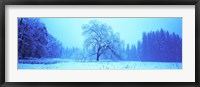 Framed Trees in a snow covered landscape, Yosemite Valley, Yosemite National Park, Mariposa County, California, USA