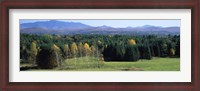 Framed Trees in a forest, Stowe, Lamoille County, Vermont, USA